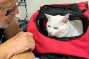 best cat backpack review