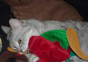 What do cats eat and drink? Chaucer eating a Christmas hat! What should cats eat?