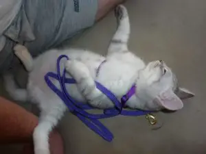 Best cat harness for walking product review