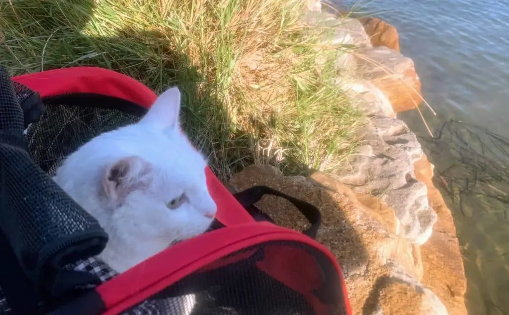Backpacking cat travel - best cat backpack review - Neko relaxes on the road