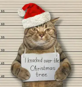 Plan ahead for a happy cat Christmas