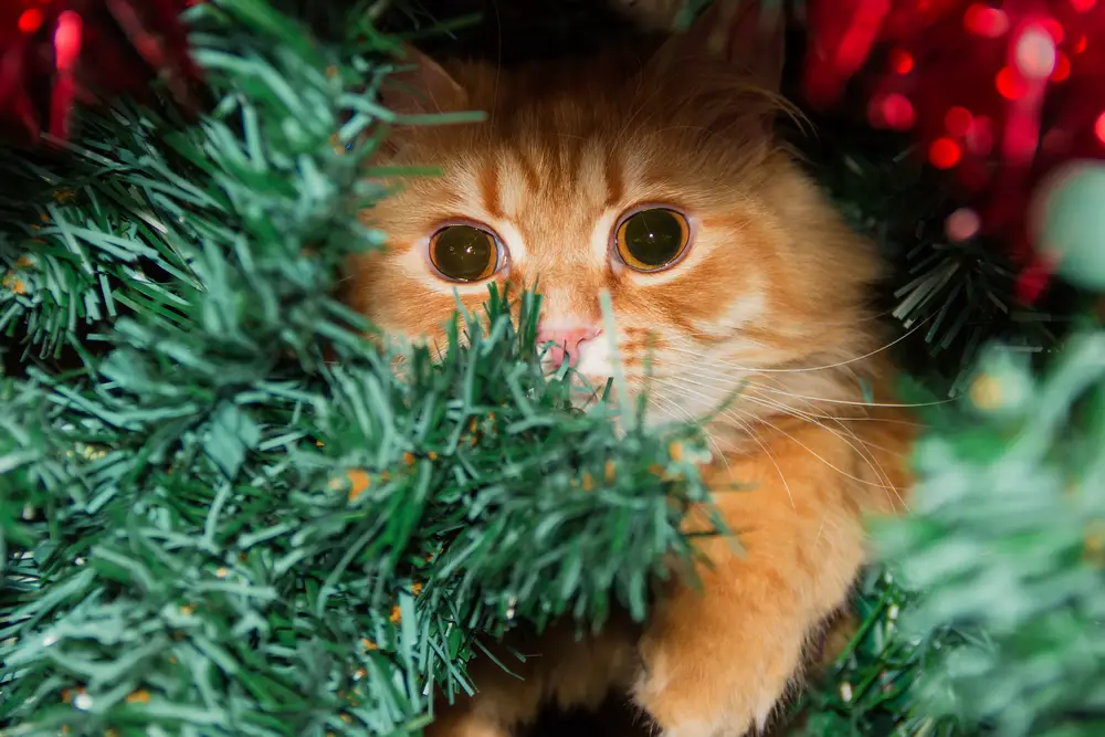 How to cat-proof your Christmas tree