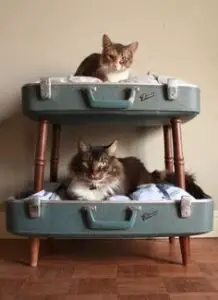 Awesome cat double bunks.
